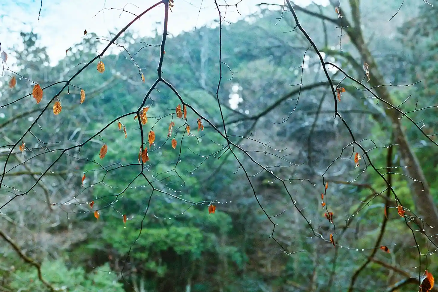 森林セラピーロード