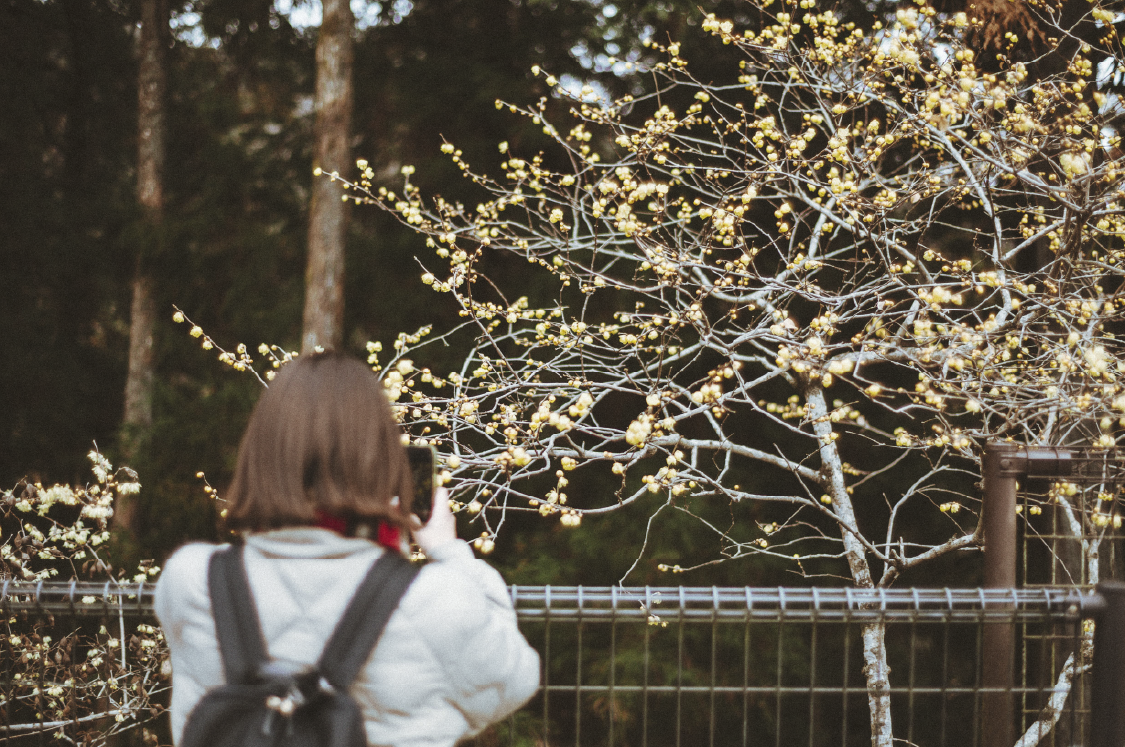 梅の郷 ひと駅歩き
